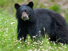 blackbear.jpg